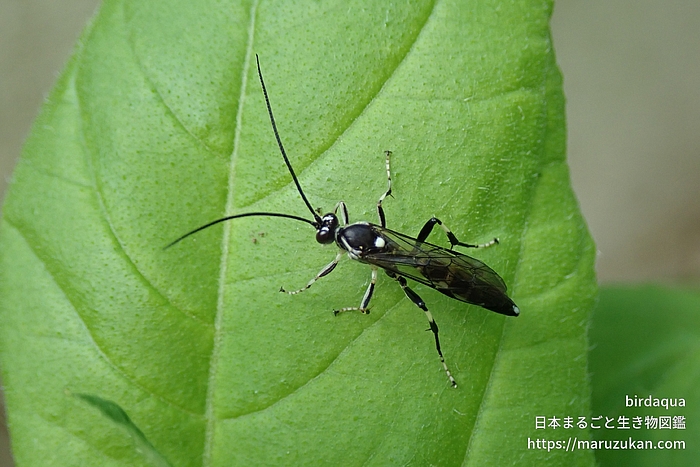 ヒメバチ科の一種