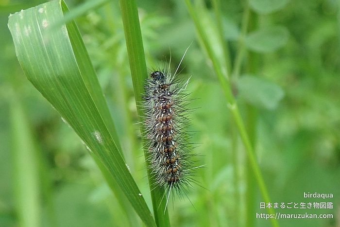 クワゴマダラヒトリ