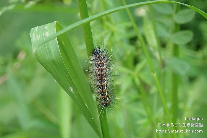 クワゴマダラヒトリ
