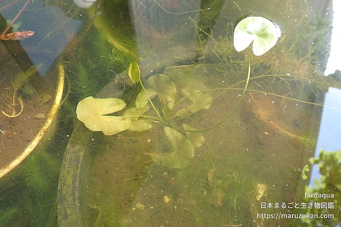 ヒツジグサ