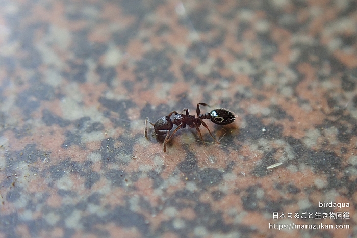 アリ科の一種