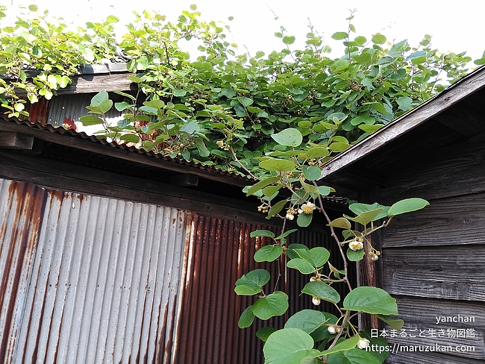 キウイフルーツ