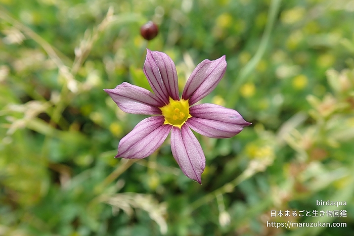 ニワゼキショウ