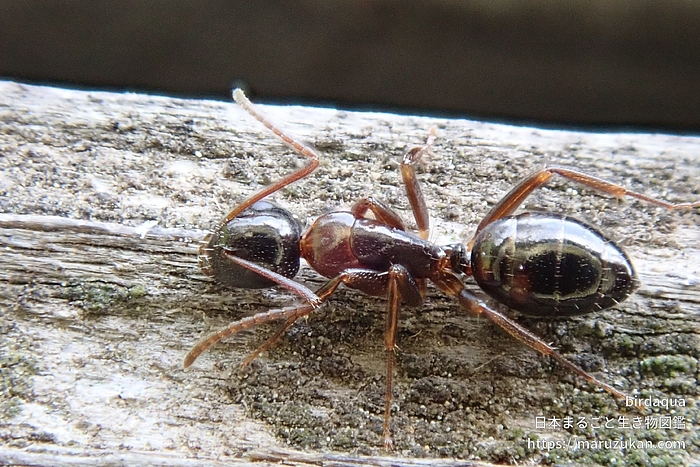 ウメマツオオアリ