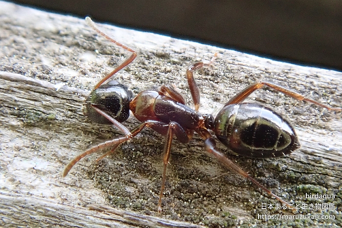 ウメマツオオアリ