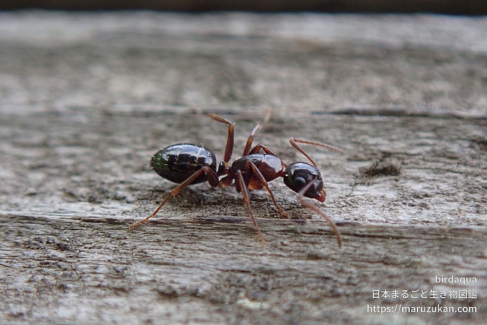 ウメマツオオアリ