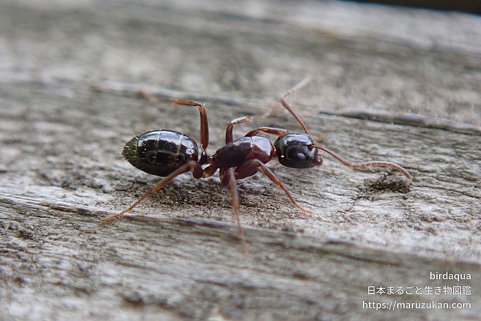 ウメマツオオアリ