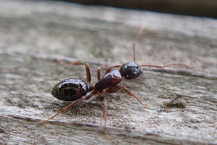 ウメマツオオアリ
