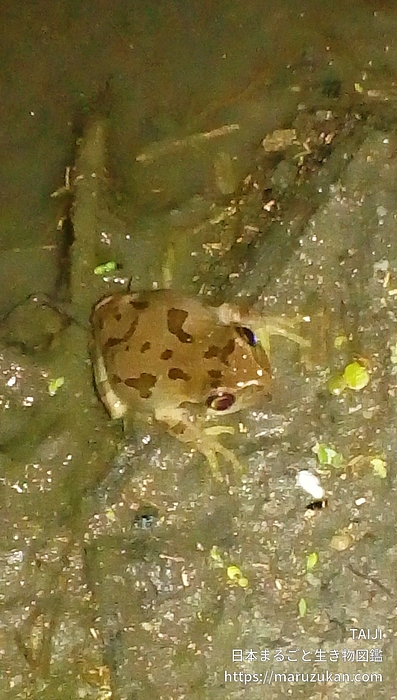 ニホンアマガエル