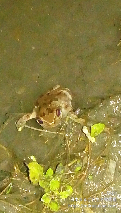 ニホンアマガエル