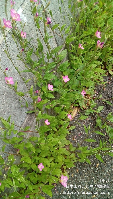 ユウゲショウ