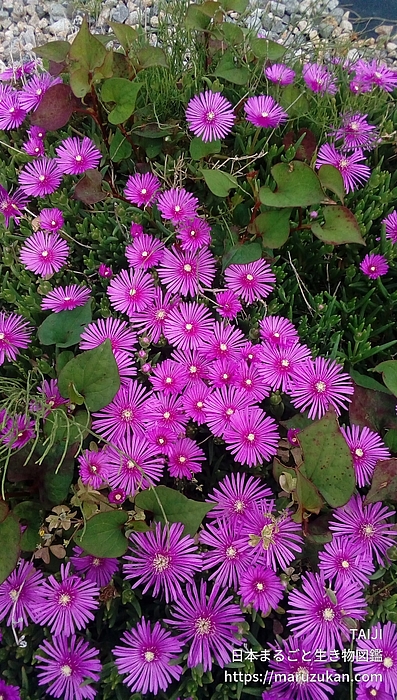 マツバギク