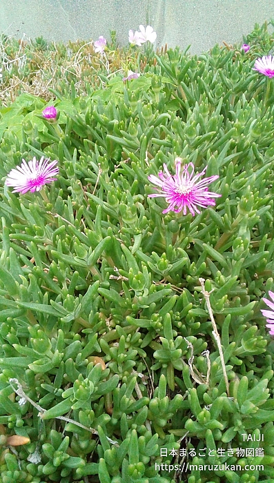 マツバギク