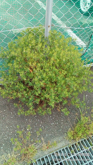 アメリカフウロ