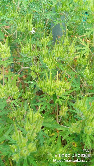 アメリカフウロ