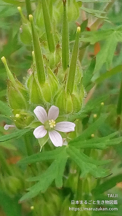 アメリカフウロ