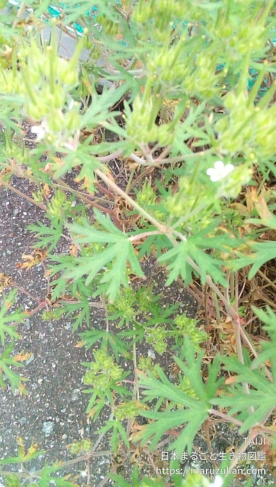 アメリカフウロ