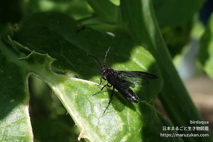 ヒゲナガクロハバチ
