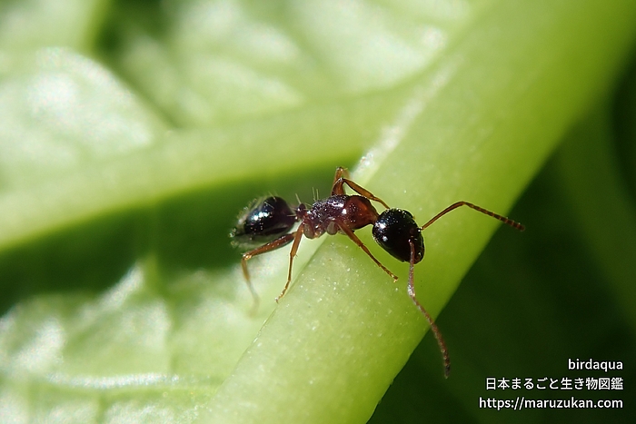 ウメマツオオアリ