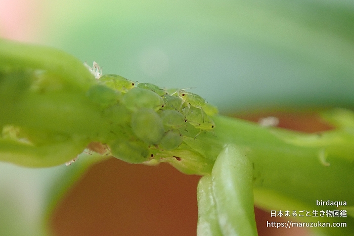 アブラムシ科の一種