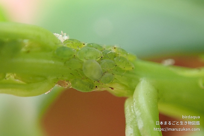 アブラムシ科の一種