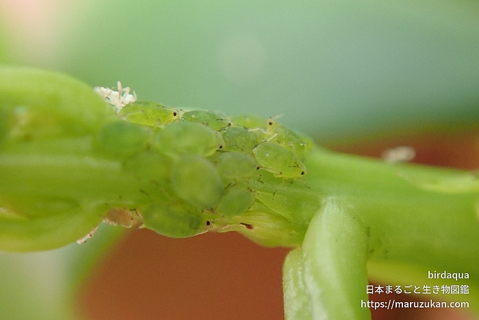 アブラムシ科の一種