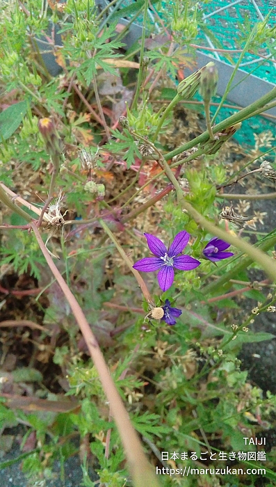 キキョウソウ