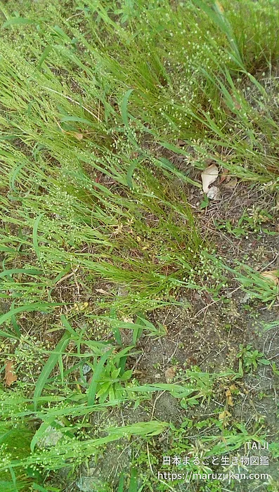 ヒメコバンソウの写真