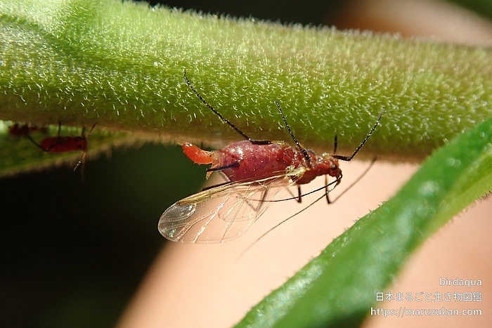 セイタカアワダチソウヒゲナガアブラムシ