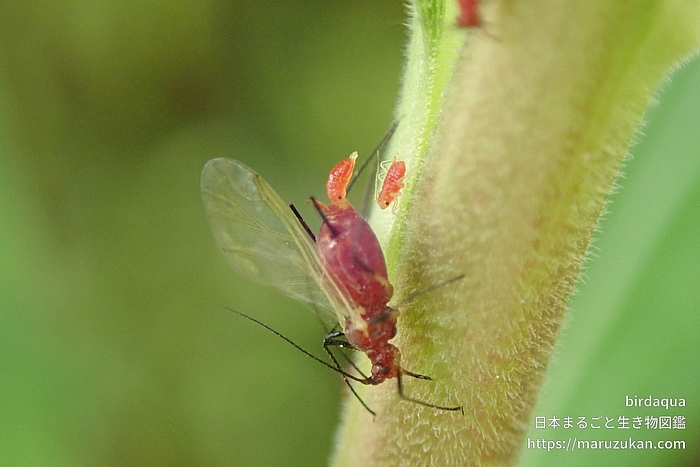 セイタカアワダチソウヒゲナガアブラムシ