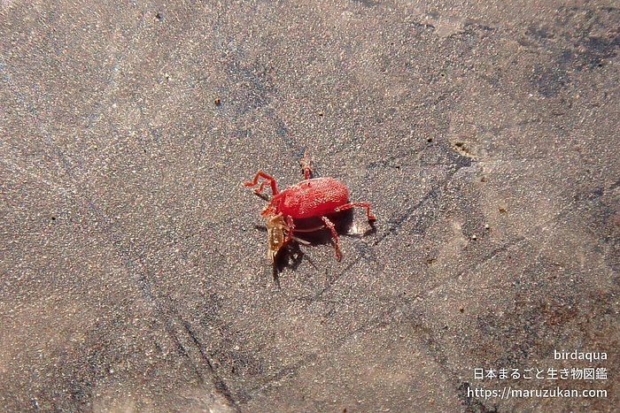 カベアナタカラダニ