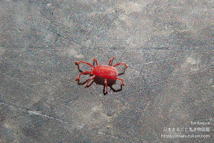 カベアナタカラダニ