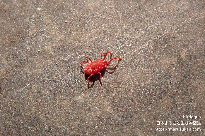 カベアナタカラダニ