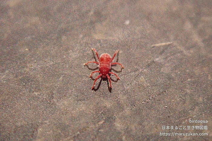 カベアナタカラダニ