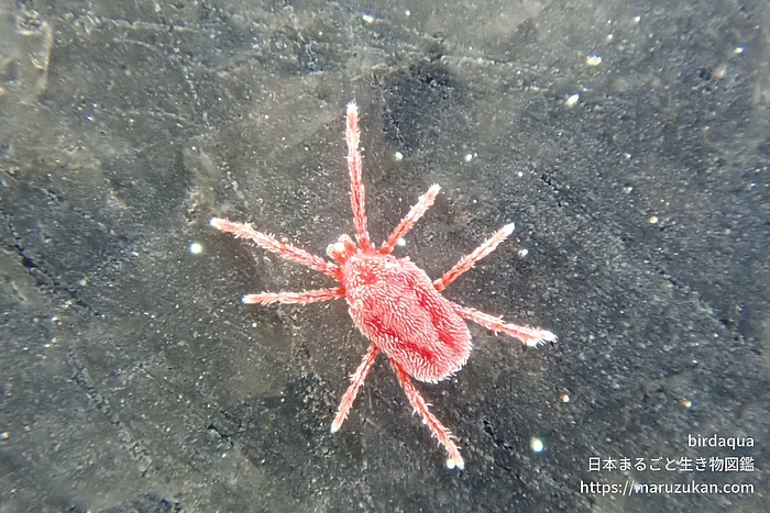 カベアナタカラダニ