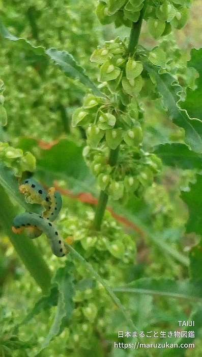 ハグロハバチ