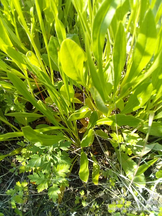 オオキンケイギク（花）の写真