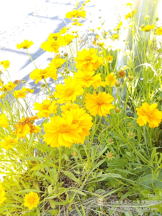 オオキンケイギク