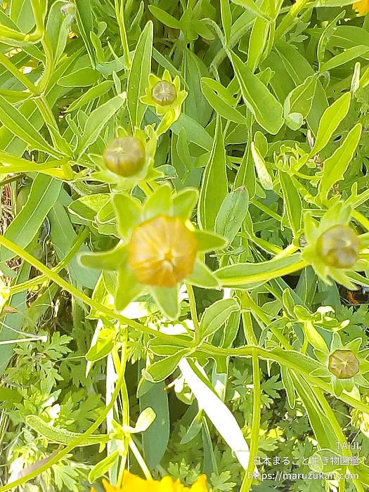 オオキンケイギク（花）の写真