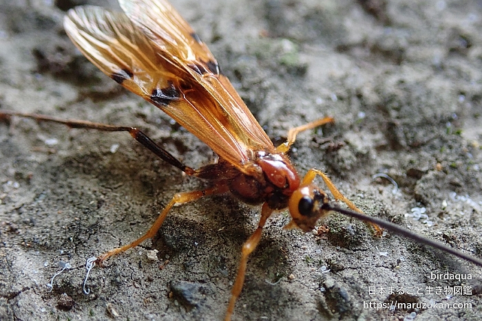 ウマノオバチ