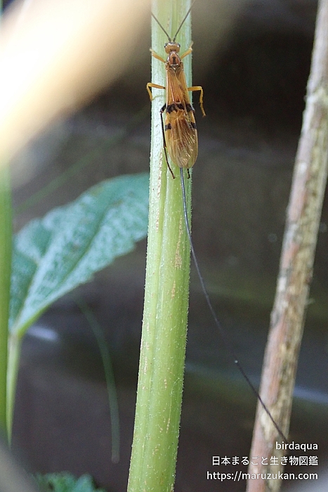 ウマノオバチ