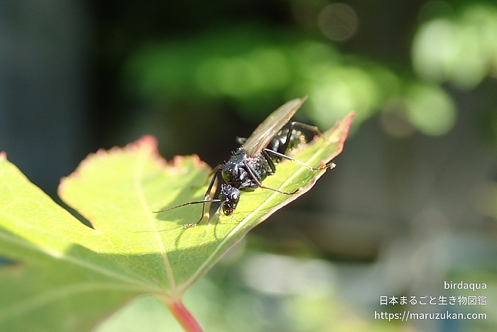 クロオオアリ