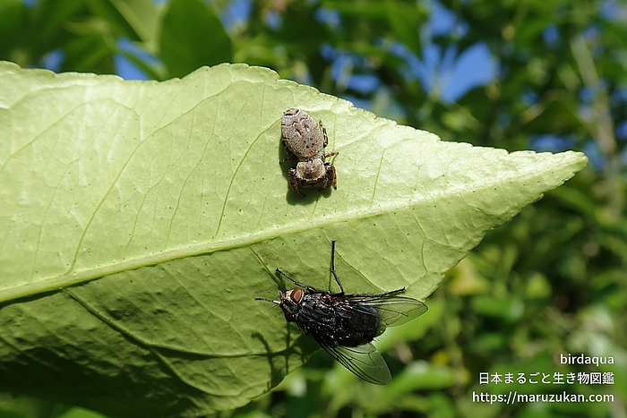 カラスハエトリ