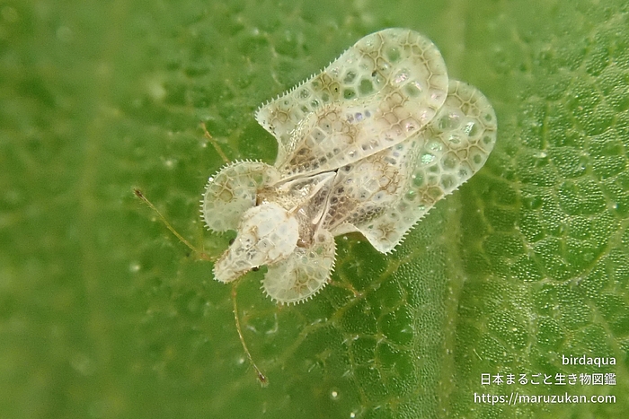 アワダチソウグンバイ