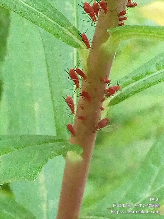 セイタカアワダチソウヒゲナガアブラムシ