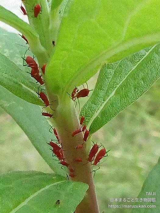 セイタカアワダチソウヒゲナガアブラムシ