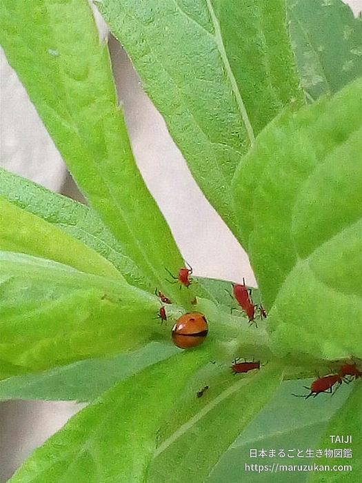 セイタカアワダチソウヒゲナガアブラムシ