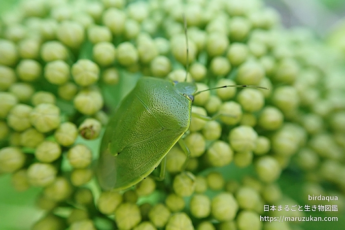 ツヤアオカメムシ