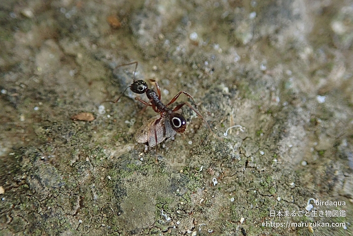 アシナガアリ