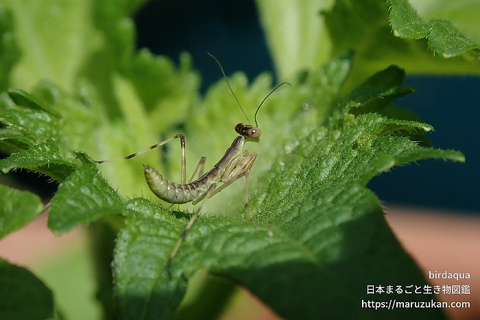 ハラビロカマキリ